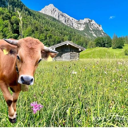 Sparfuchs - Fewo Resi Mittenwald Zewnętrze zdjęcie